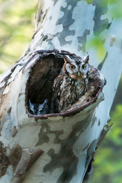 A Hole For Two | Eastern Screech Owls