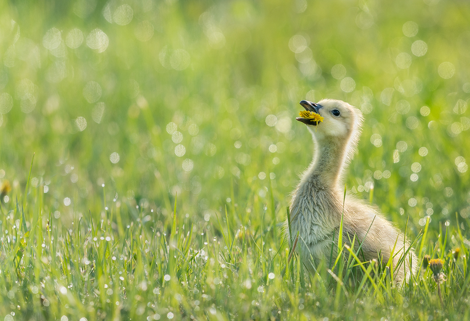 Dandelion Delight | Canada Goose Gosling