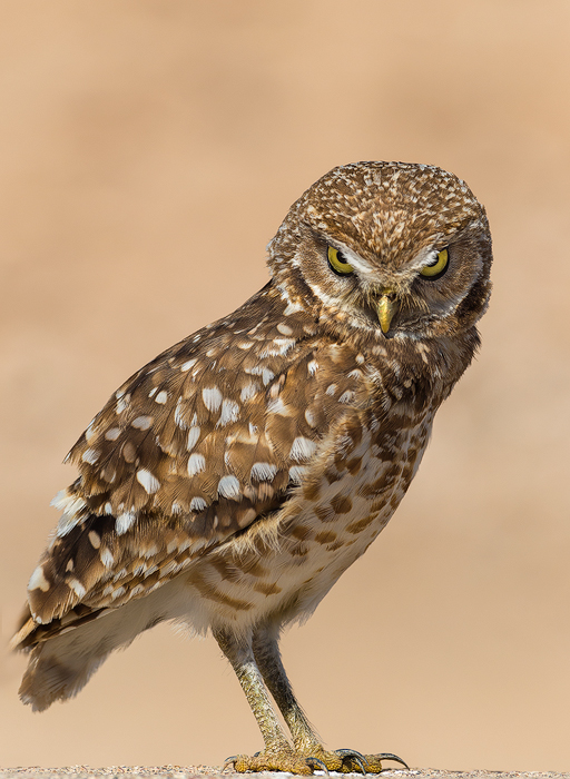 Disturbance | Burrowing Owl