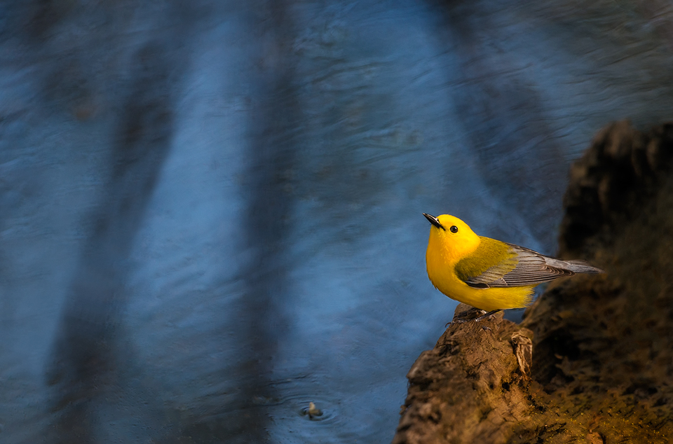 Pools Of Sunshine | Prothonotary Warbler