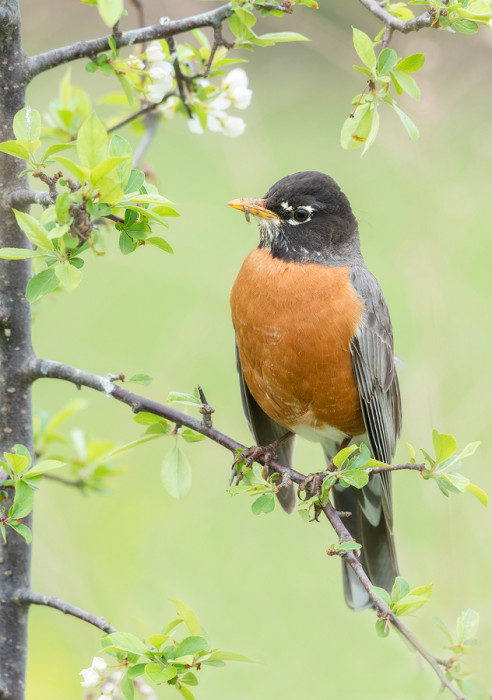 Signs Of Spring | American Robin