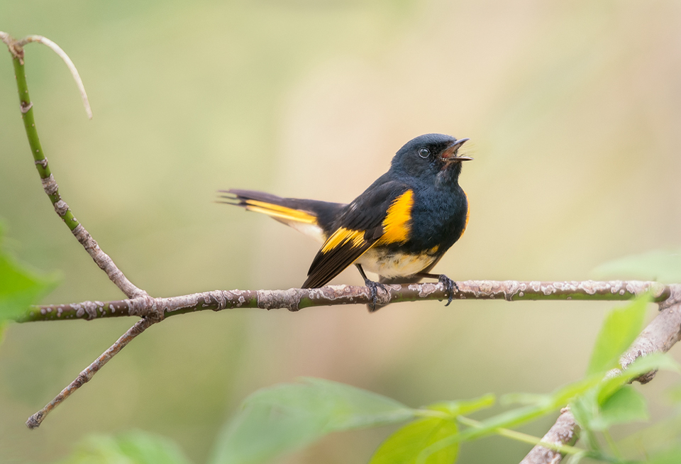 Songs Of Spring | American Redstart