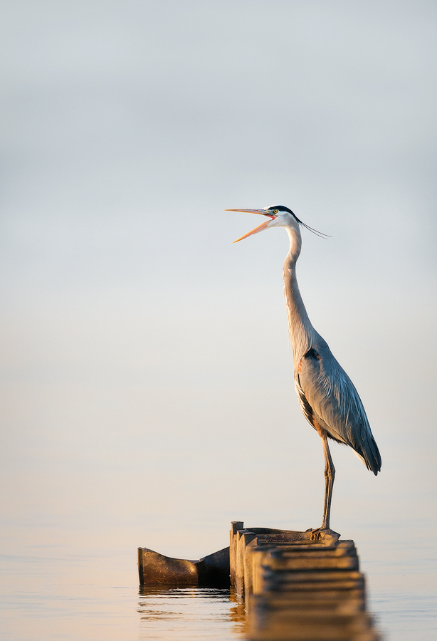 Sunset Salute | Great Blue Heron