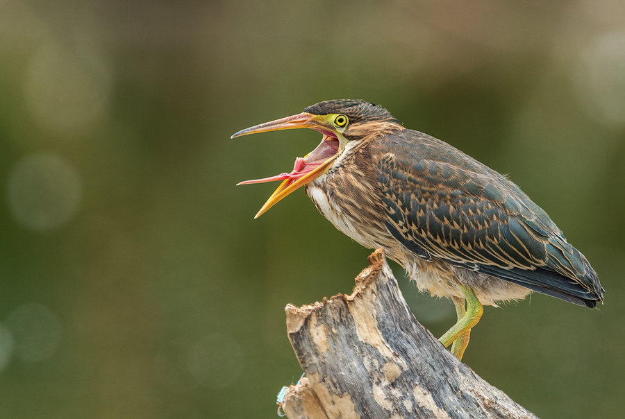 The Scream | Green Heron