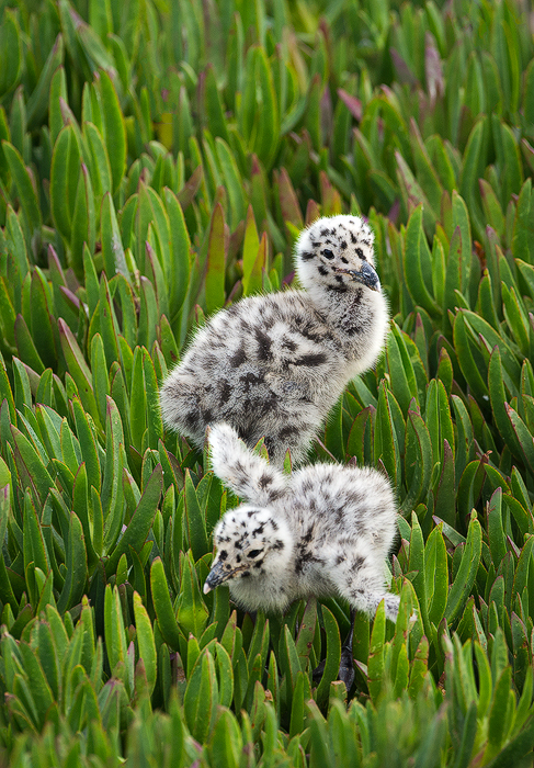Twins | Herring Gull Chicks