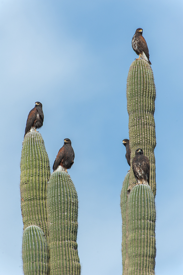 A Family Affair | Harris Hawks