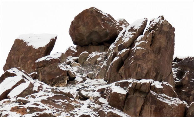 Snow Leopard near the summit of mountain in Hemis National Park, India.