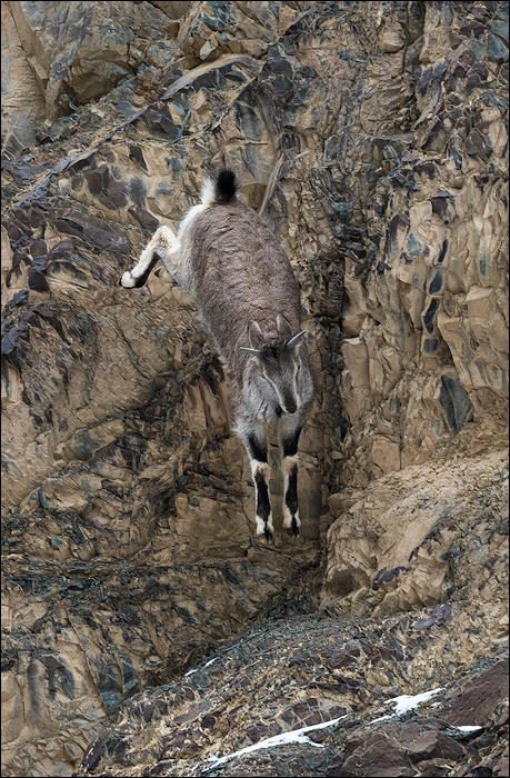 A yearling Blue Sheep jumps fearlessly from the edge of the cliff to the rocks below.