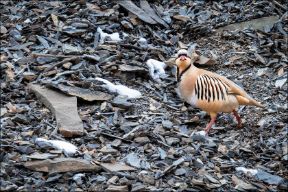 A lone Chukar Partridge makes its way across the shale covered ground.