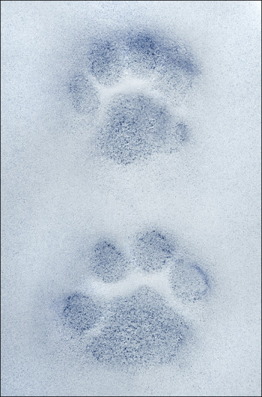 Snow Leopard paw prints.