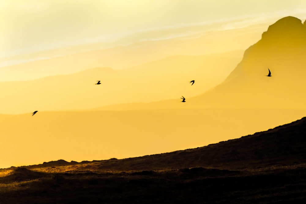 Sunset Magic | Arctic Terns