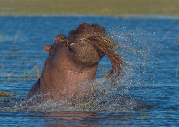 Feeding-Frenzy-_-Hippo