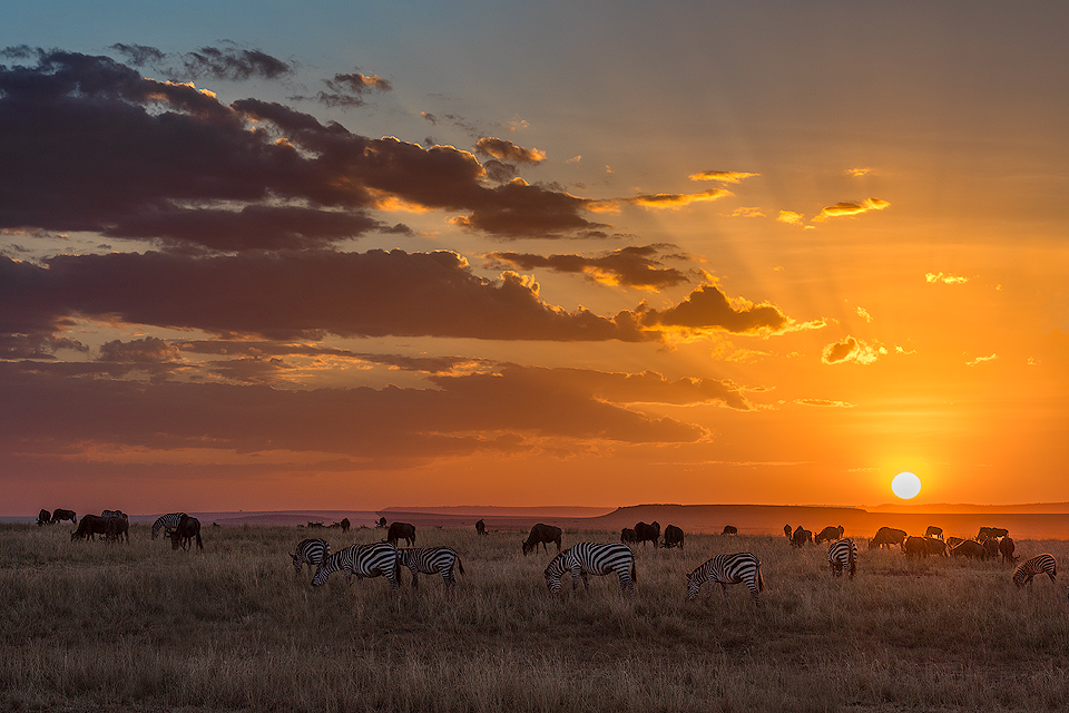 Seduction Of The Savana | Africa