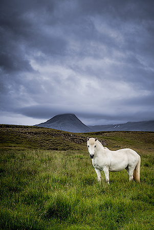 The Horse Whisperer | Iceland