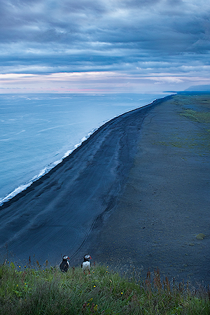 Under An Iceland Sky | Puffins