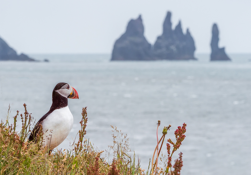 Puffins & Trolls | Iceland