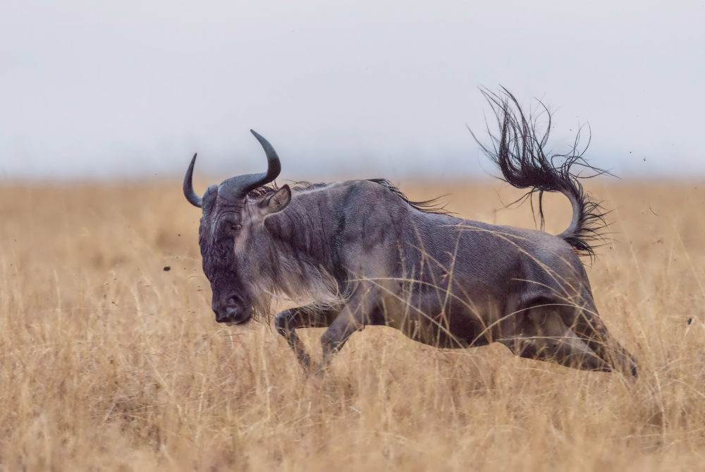 Despite their drab colors and simplistic behavior one finds a new found respect for the Gnu after watching a Wildebeest dance in the late afternoon rain showers. They quickly shed their perceived lazy demeanor and race about the pains in celebration of the fresh rain that has fallen.