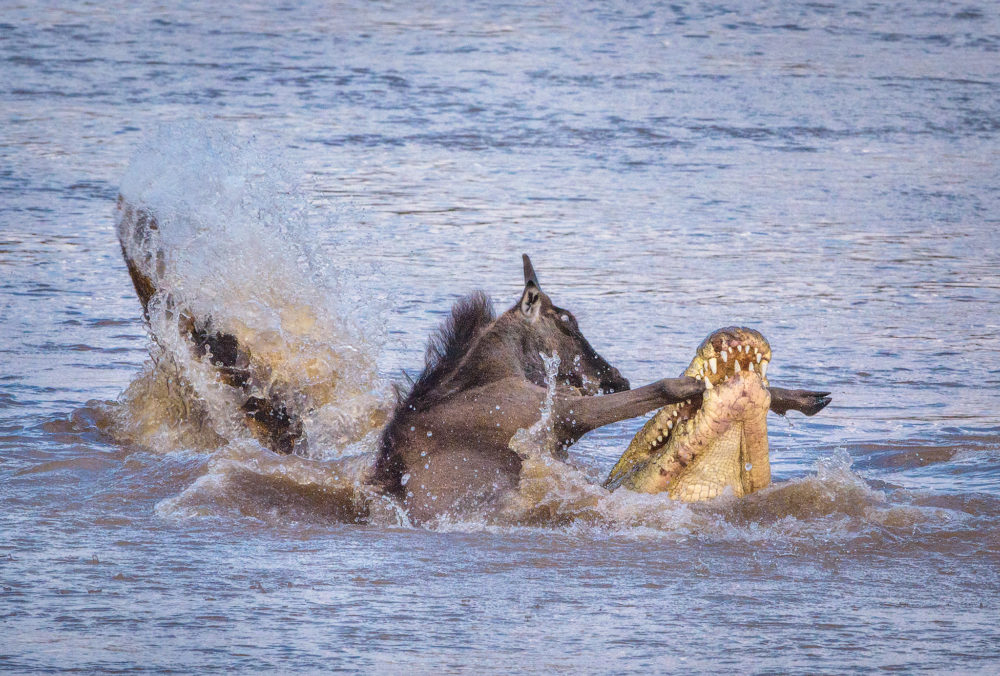 The struggle between life and death, grim though it may be, is revealed as the harmonious circle of life. The animals that make this place their home maintain the perfect balance here in the African wilds. Without the Wildebeest the population of Crocodiles would surely drop off drastically and without the Crocodiles the plains of the Mara would be over-run with Wildebeest to the point that mass numbers would starve.