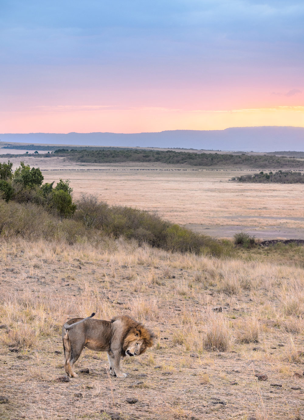 Dawn of the Lion | Africa