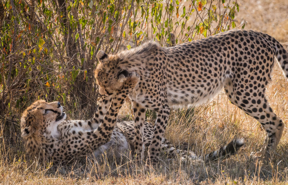 Expressions of friendship and affection are displayed here between wild beasts in ways that would put to shame many of our own race. Despite their identity as an apex predator, there is no question about the love and harmony between two Cheetah siblings.