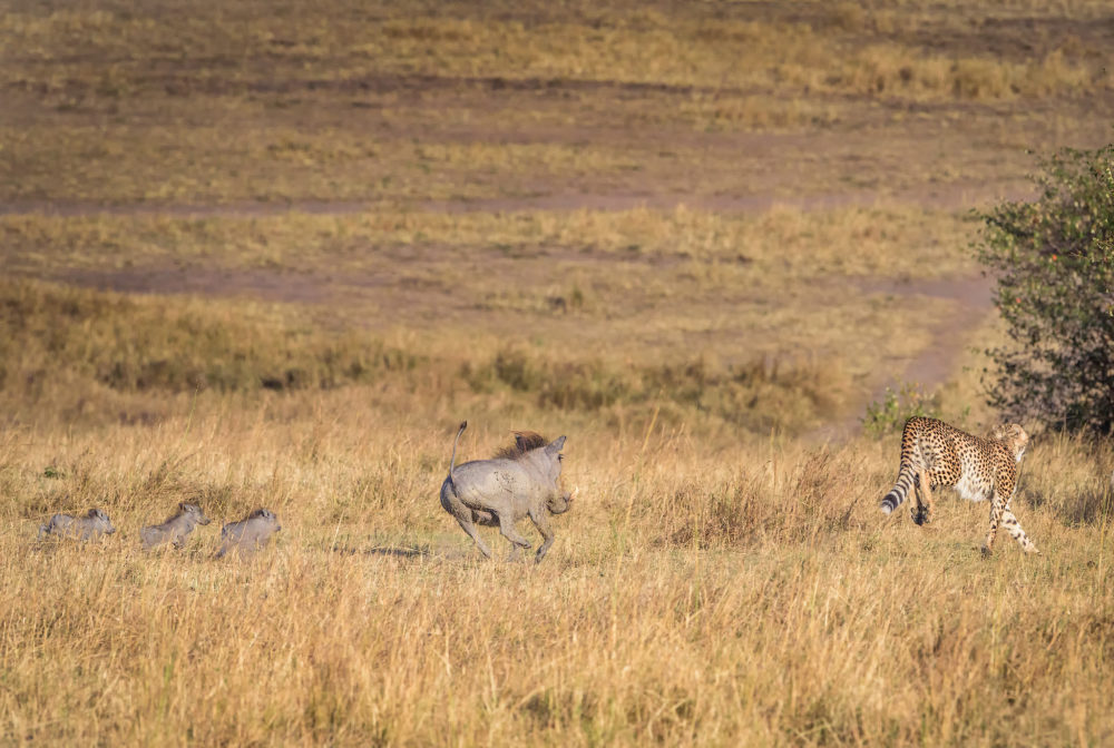 The most unlikely of characters become the hero of the hour as a wiry, brave mother Warthog accomplishes the impossible in warding off the attack of four Cheetahs attempting to capture one of her three small piglets.