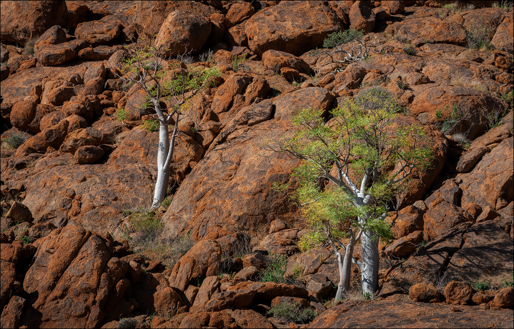 Download Namibia & Botswana Photo Safari 2021 - Nature Odyssey ...