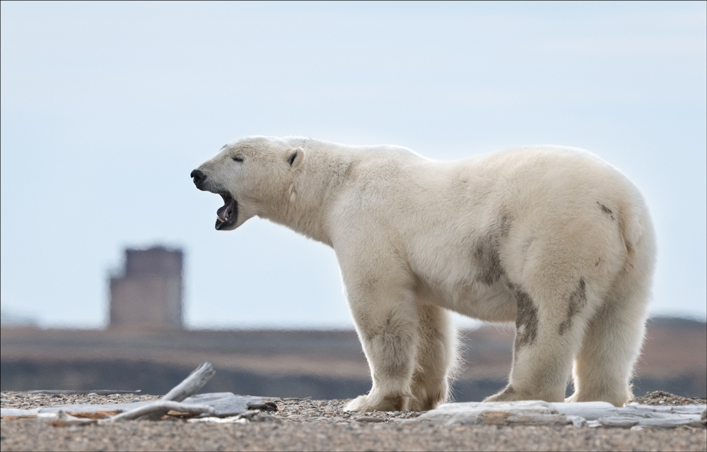 kong polar bear